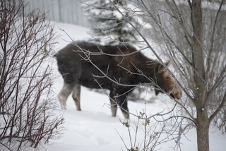 moose-5